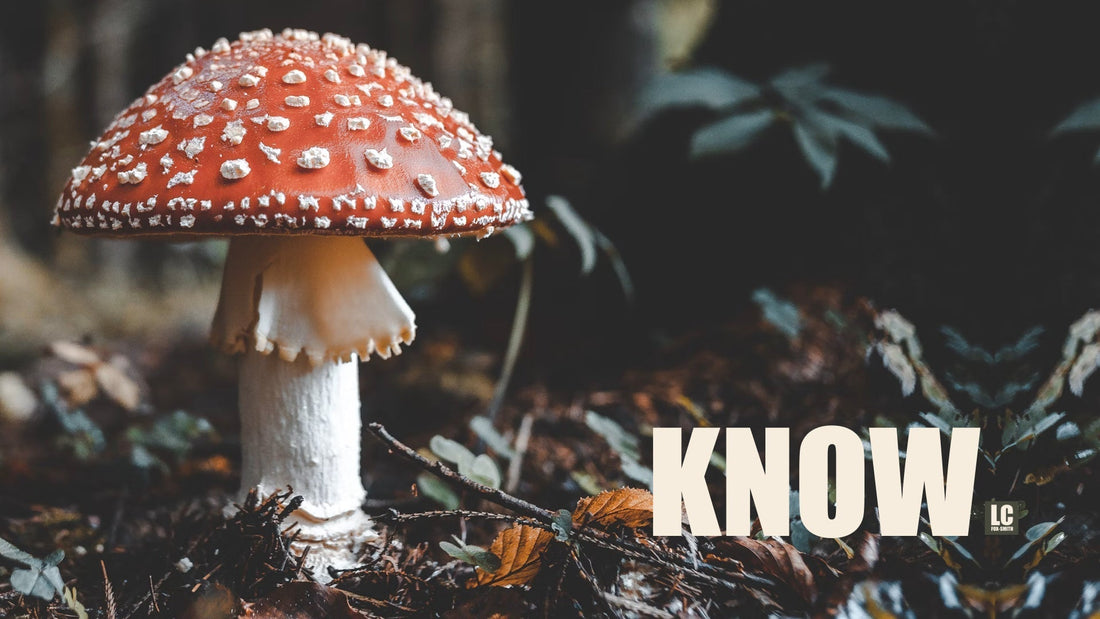 Know God Through His Creation